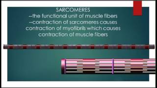 MUSCLE FIBERS, MYOFIBRILS, SARCOMERES