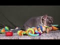 French Bulldog dogs for sale: Bryce - Video 1