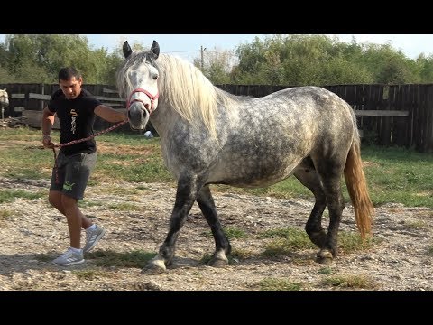 Caii lui Sugar de la Mogosesti, Maramures - 2019