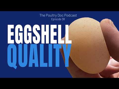 Why do my Chickens Lay Soft Shell Eggs? Eggshell Quality, Calcium & Hen Health