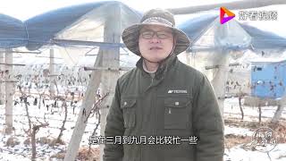 葡萄种植中12月1月的工作，小阳告诉你该做什么？两件事必做