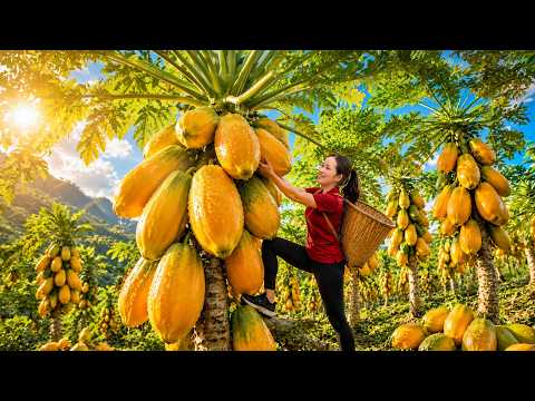 Harvesting Lots Of Fresh Papayas And Going To Village Market Sell | Countryside Living