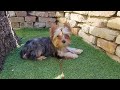 Yorkshire Terrier welpen kaufen