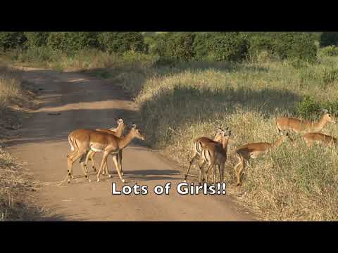 Antelope Breeding Herd