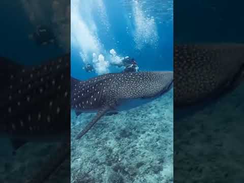 beauty of Whale Shark | #shorts #ytshorts #trending | COGNIZANCE