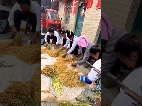 #shorts #agriculture #farming2024 #satisfying #machine #shot #EliteShortsUnleashed #5016