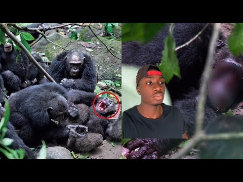 One Mistake and This Chimp Lost It All
