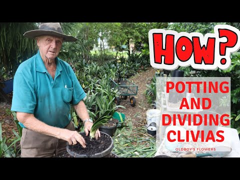 How To Repot and Divide Clivias | Step-by-Step Guide for Healthy Plants