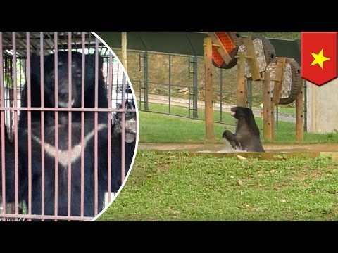 Bear rescued from cruel bear farm Bear rescued from cruel bear farm
