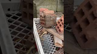 La situazione ne pollaio qualcuno mi ruba le uova 