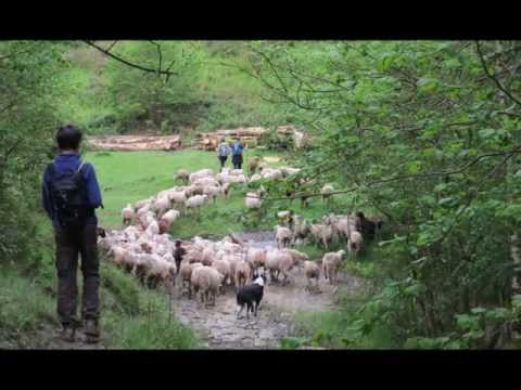 La transhumance de Vie d' Estive.