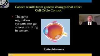 Genetic Changes that Affect Cell Cycle Control