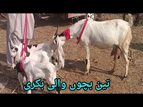 Goat with 3 babies #beautifullgoats #babyanimal 