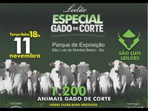 São Luís de Montes Belos  - GO  11/11/2025