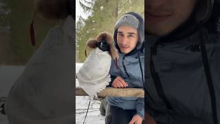 Download lagu #воронгоша #aboutbirds #animal #crow #raven #birdtraining mp3 Download lagu #воронгоша #aboutbirds #animal #crow #raven #birdtraining mp3