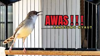 Download lagu SEKALI PUTAR CIBLEK MACET SEKALIPUN LANGSUNG NYAUT !! TERAPI CIBLEK SEMI DAN CIBLEK KRISTAL BAHAN mp3