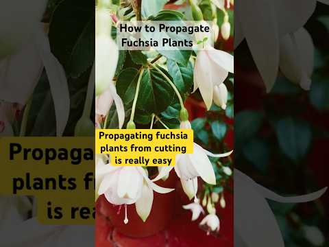 Growing fuchsia from cutting | How to propagate Fuchsia | #gardeningtips #gardenideas #gardening