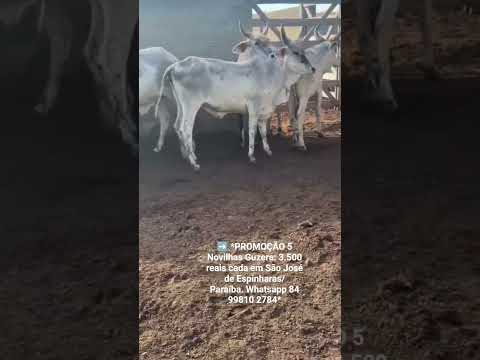 5 Novilhas Guzera: 3.500 reais cada em São José de Espinharas/ Paraíba. Whatsapp 84 99810 2784#gado