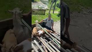 Чоловіки сховалися у вантажівці зі свинями та козами, щоб нелегально перетнути кордон