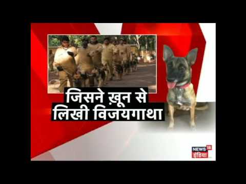 Belgian Shepherd dog