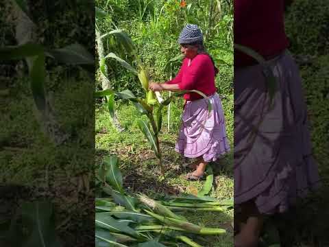 Un día en Metate Tlahuitoltepec Mixe (Familia)