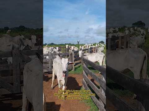 Boiada Mansa #Na Rota da Pecuária-Nova Bandeirantes MT #pecuaria #gado #nelore #agro #matogrosso