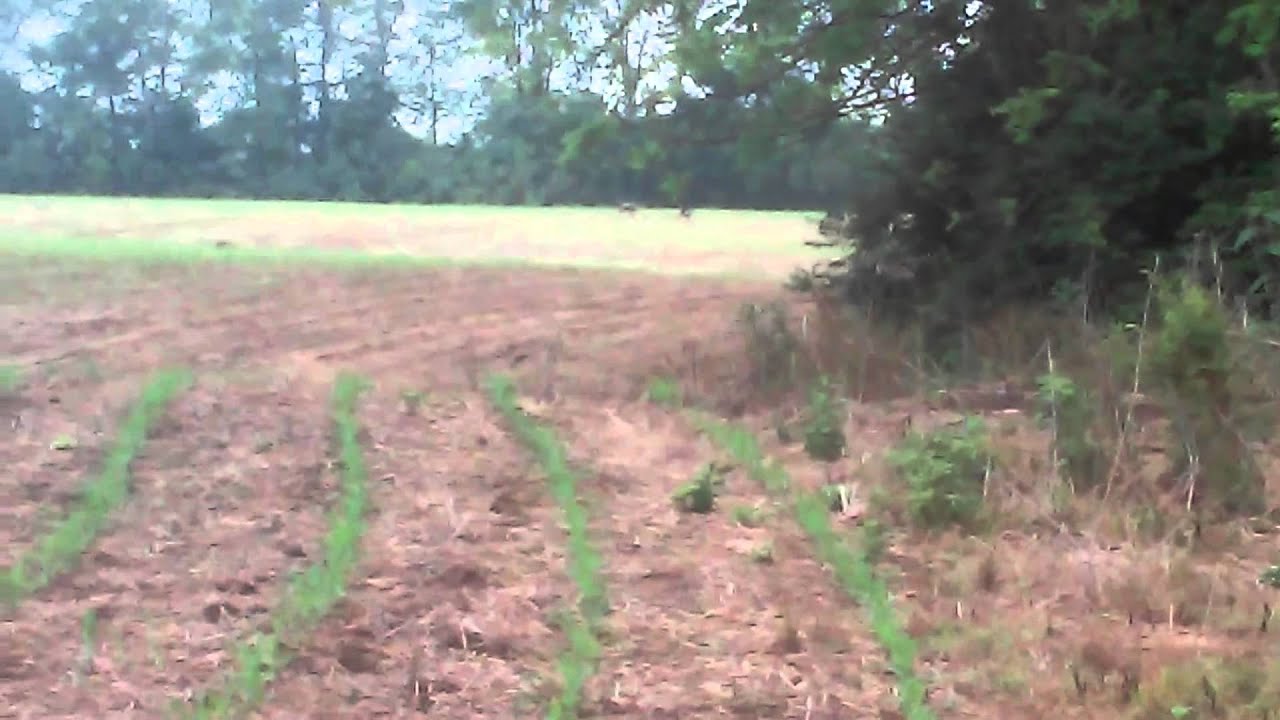 Turkey Hunting Kentucky: Scouting Tactics for Spring Success