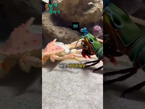 게 껍데기 한 방에 부수는 생물