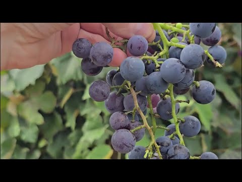 The Best Way to Make Homemade Grape Juice🍇 (Step-by-Step Guide) SUPER EASY!