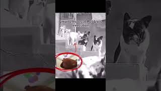 robin after breaking wally wests knees #shorts #funny #dogs #teentitansgo