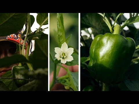, title : 'Cultivo de Hortalizas en Honduras - TvAgro por Juan Gonzalo Angel'