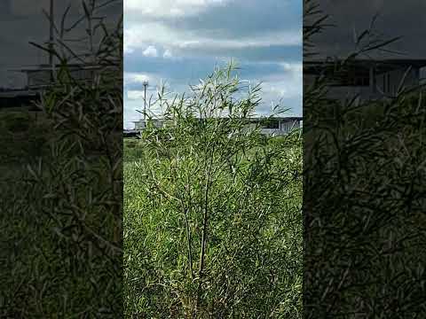 domingo aeropuerto de Resistencia Chaco #aviation #planespotting #airport #aviationlovers