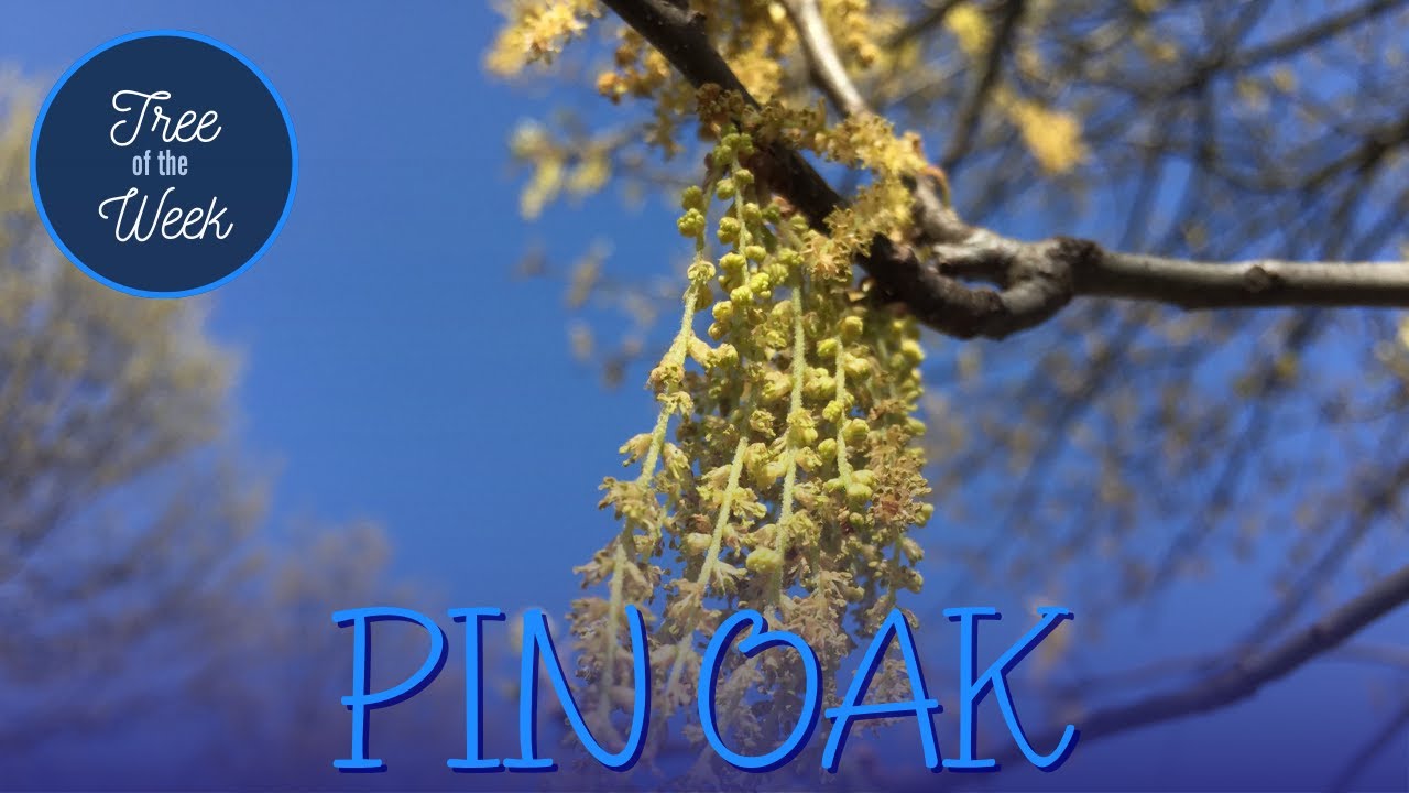 Tree of the Week: Pin Oak