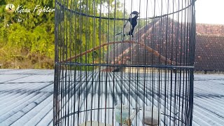 Download lagu Cari LAWAN..!!! Glatik Batu Gacor Jago Memancing Emosi Glatik Lain, Dijamin Cepat Bunyi Gacor mp3 Download lagu Cari LAWAN..!!! Glatik Batu Gacor Jago Memancing Emosi Glatik Lain, Dijamin Cepat Bunyi Gacor mp3