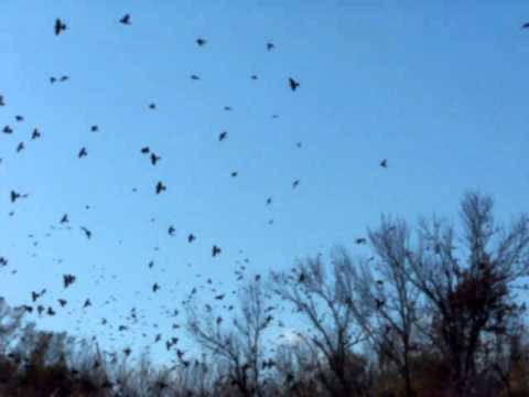 Blackbirds Town Farm Road, Sutton MA