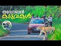കടുവകളുടെ ലോകത്തെ സഫാരി Forest Safari In Tadoba Tiger Rese