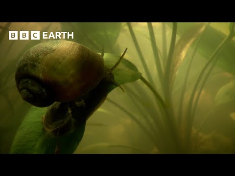 Giant Snail Uses "Snorkel" to Breathe Underwater | How Nature Works | BBC Earth