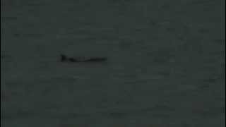 A Tribute to Annais Rittenberg