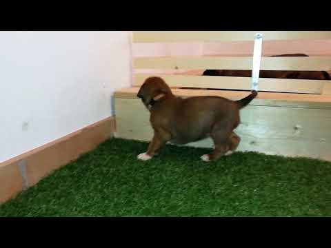 Grea vrh A 18 den štěně 1   fena   růžový obojek