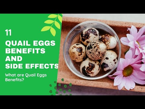 , title : 'Quail Eggs Benefits And Side Effects | What are Quail Eggs Benefits? Must See!'
