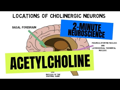 2-Minute Neuroscience: Acetylcholine