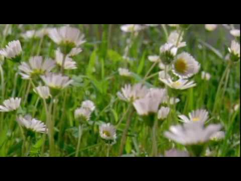 Wie aus Pflanzen Blumen wurden 1v6 Doku