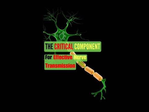 What Exactly is Myelin