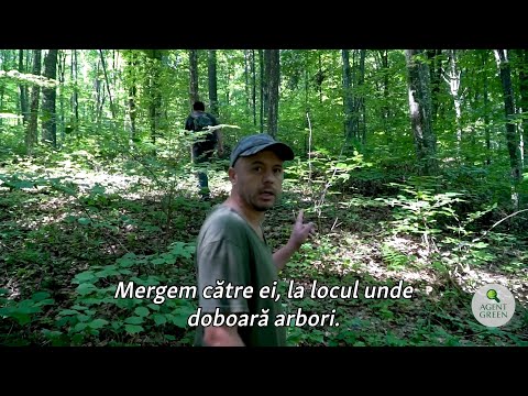 Jaful din Codrii Iașilor continuă cu girul autorităților