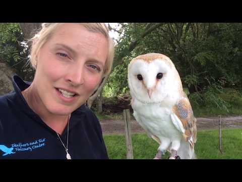 All About Barn Owls