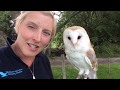 All About Barn Owls