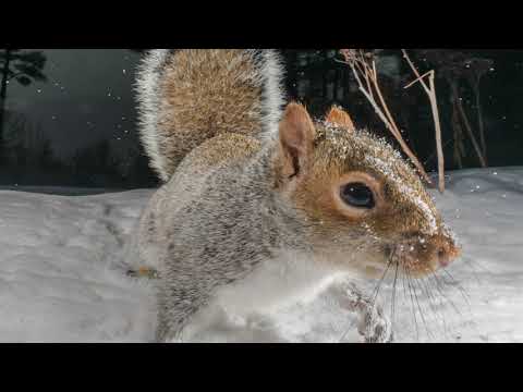 Beneath The Bird Feeder - Amb. Parsley, Carla Rhodes & Holly Miranda