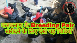 preview picture of video 'कड़कनाथ मुर्गे के ब्रीडिंग Pair खरीदने के लिए देखे यह विडियो'
