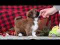 Lhasa Apso dogs for sale: Kenny - Video 1