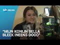 Huisdieren dood of verwaarloost na verblijf in dierenpension